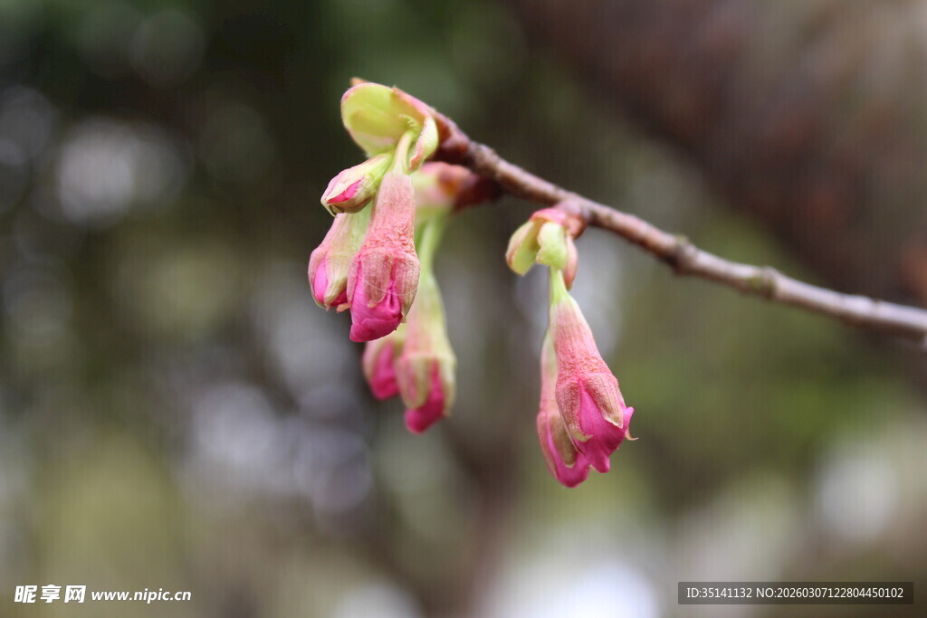 樱花