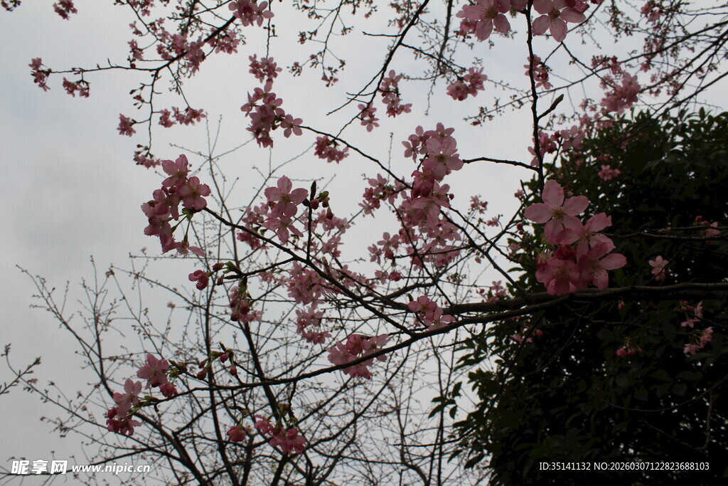 樱花