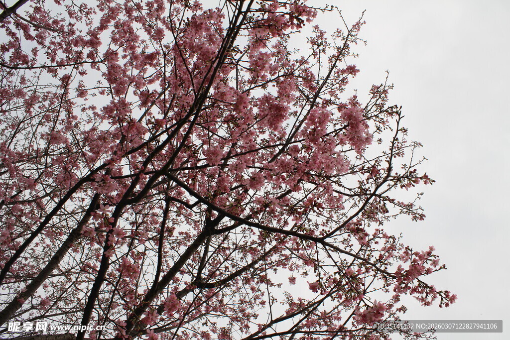 樱花