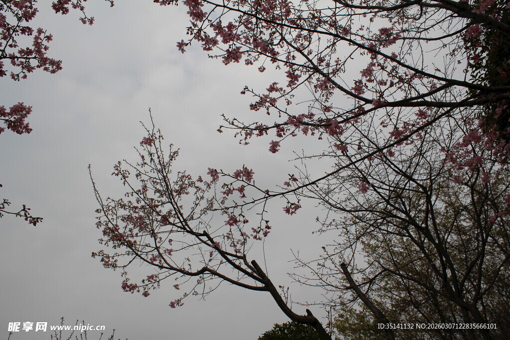 樱花