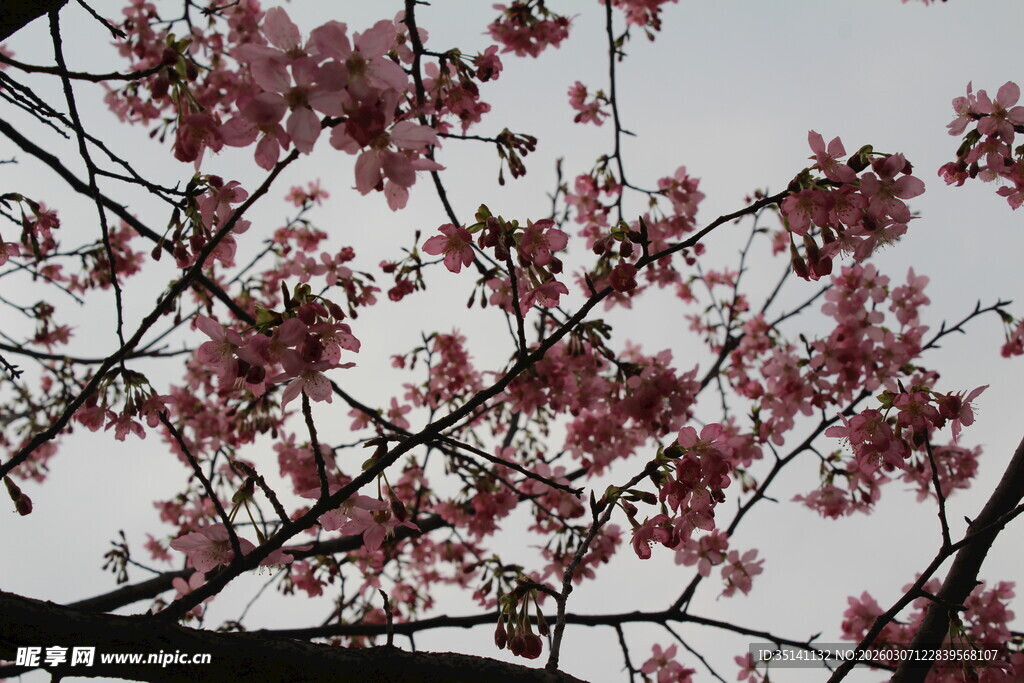 樱花