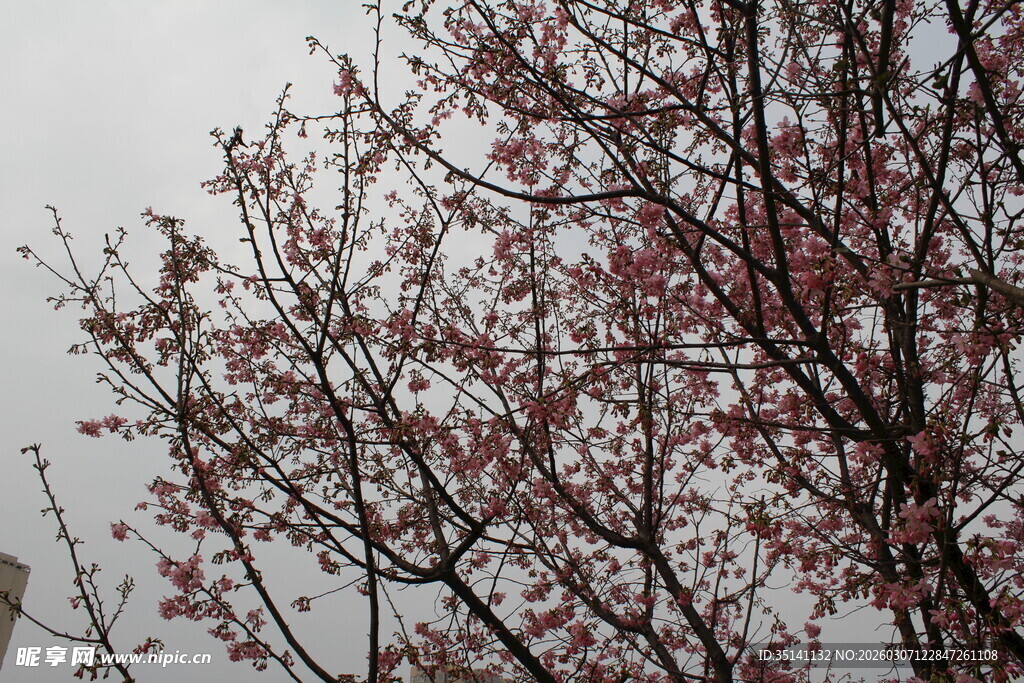 樱花