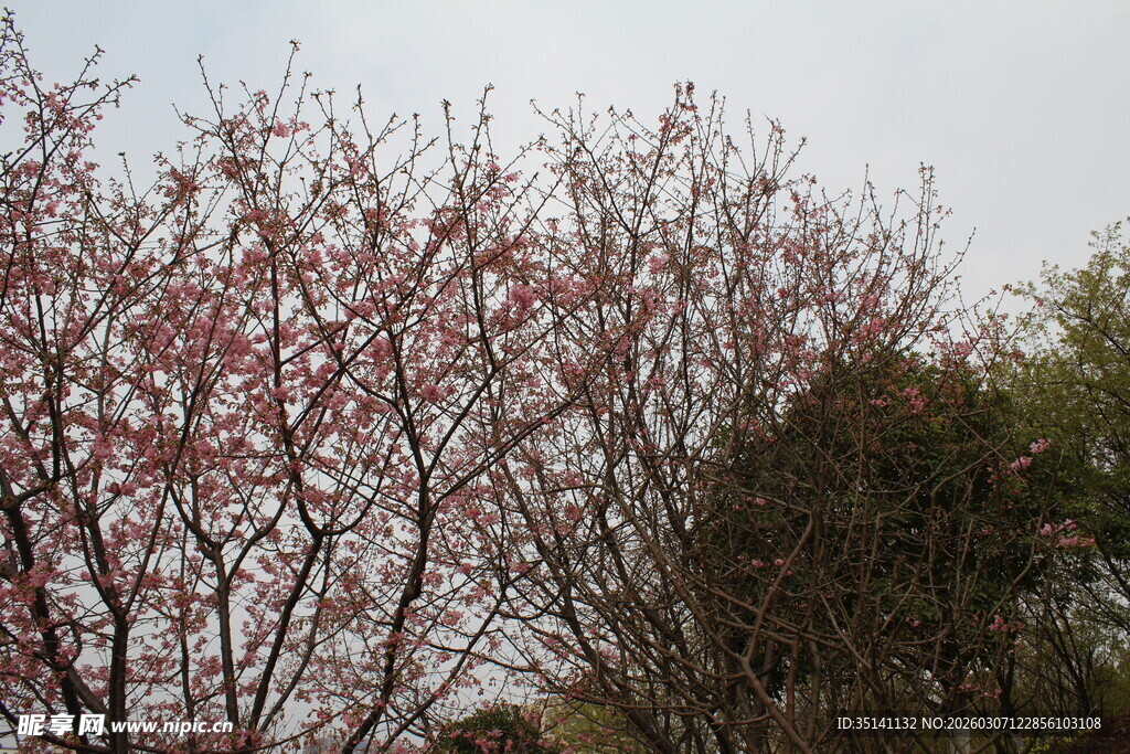 樱花
