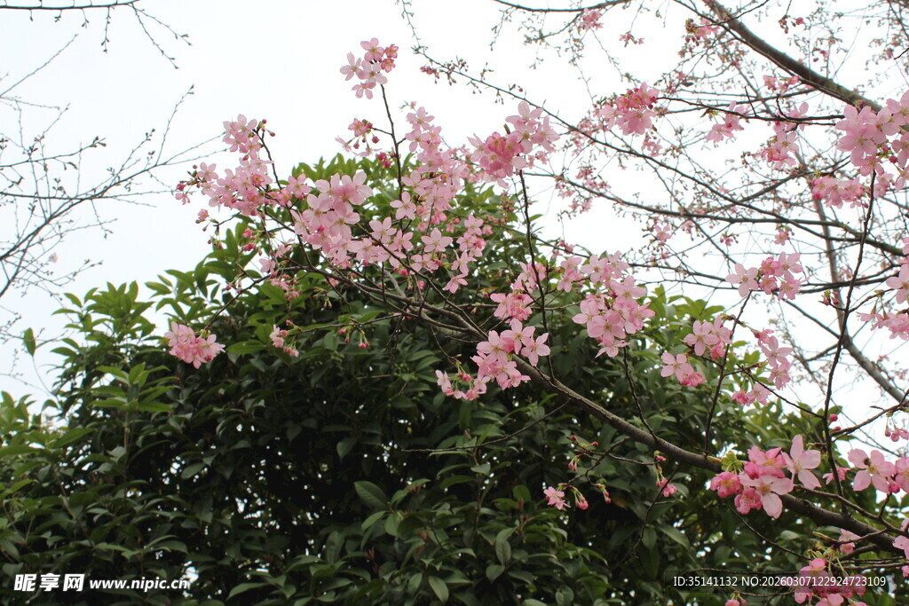 樱花