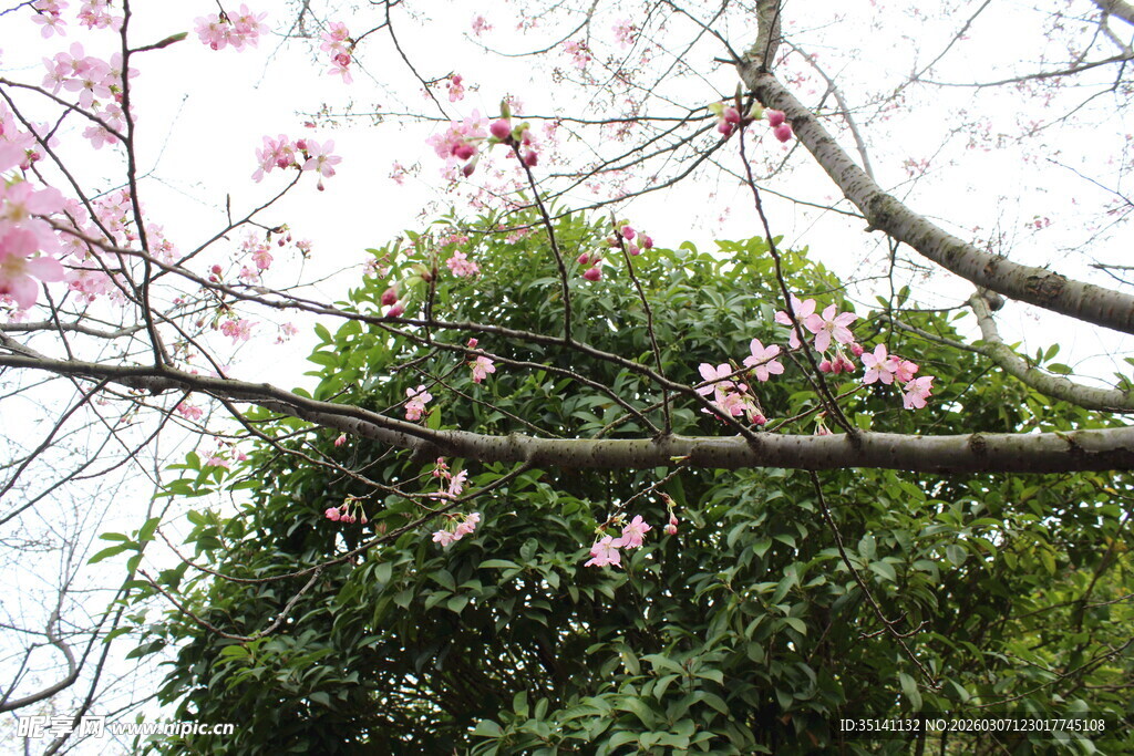 樱花