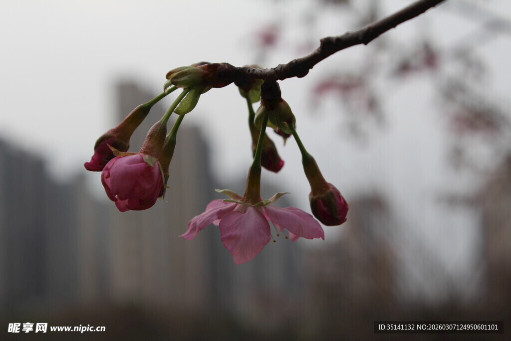 樱花