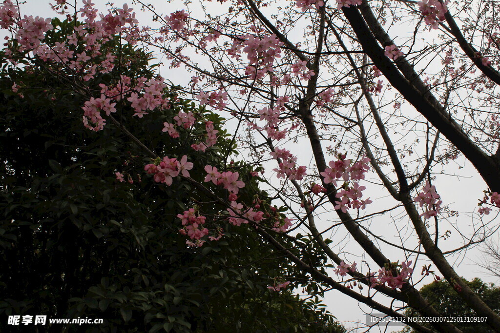 樱花
