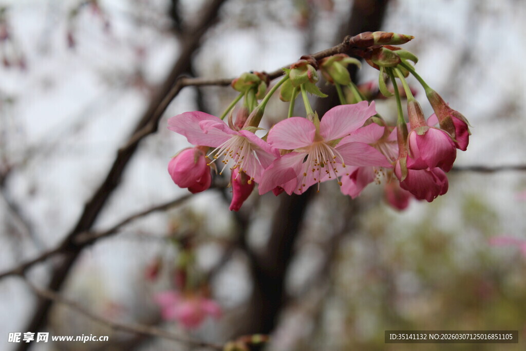 樱花