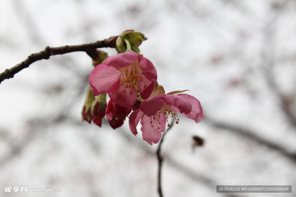 樱花