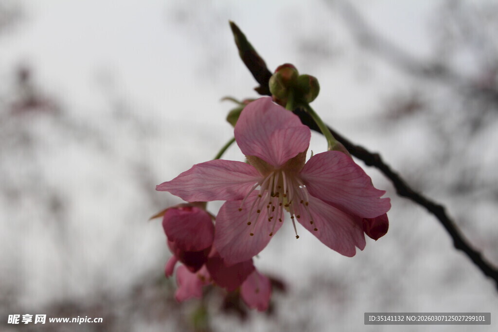 樱花