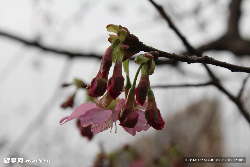 樱花