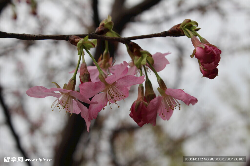 樱花