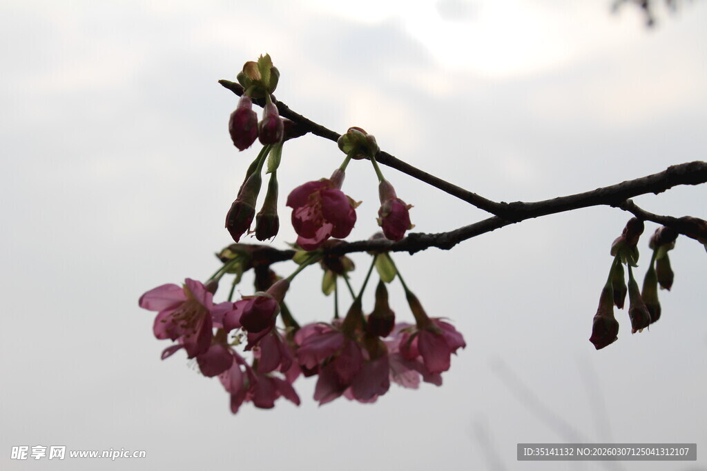 樱花