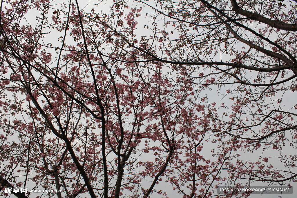 樱花