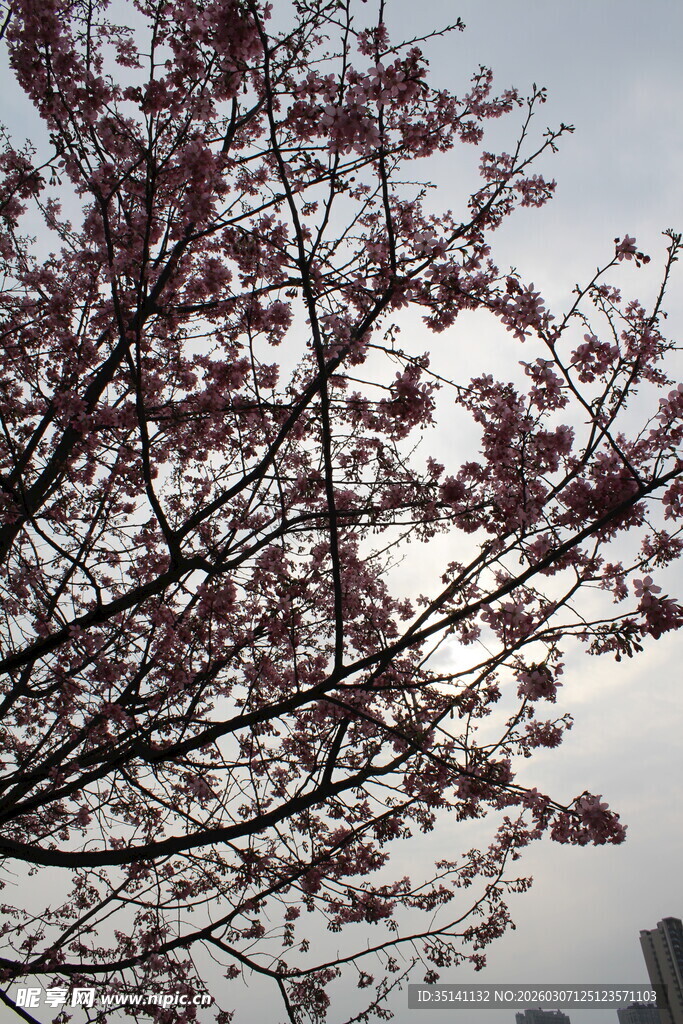 樱花
