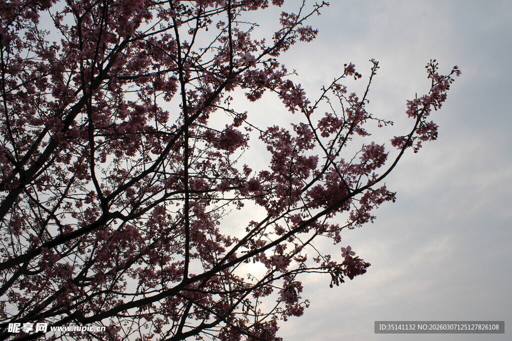 樱花
