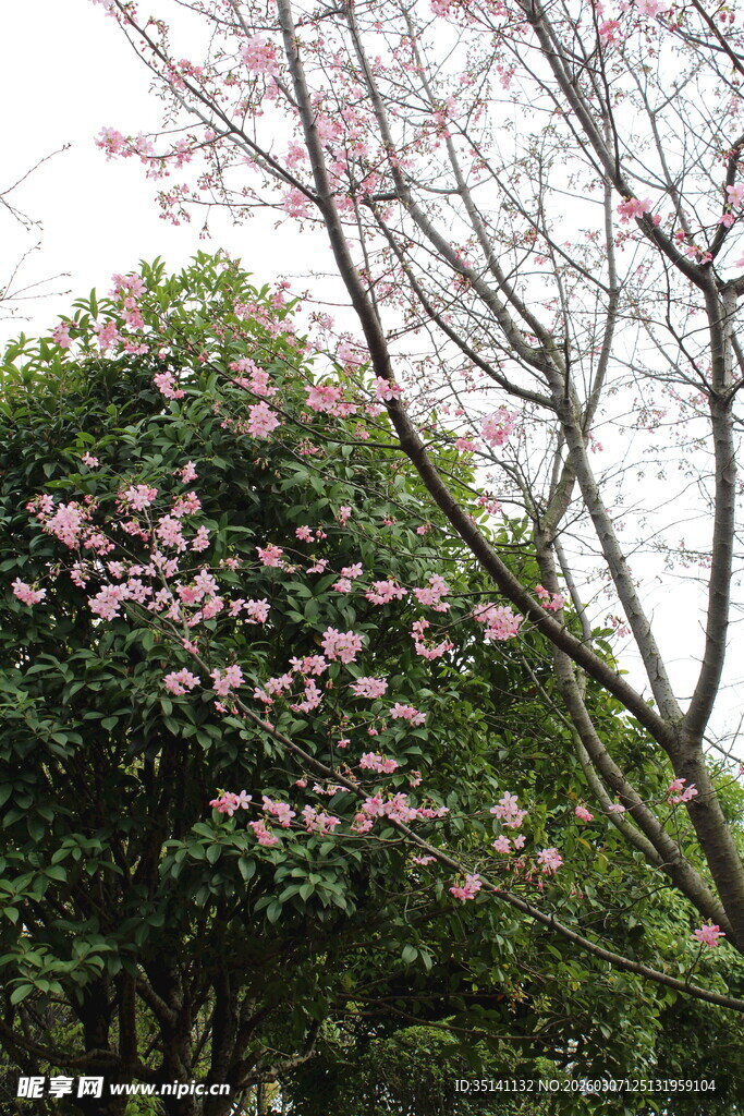 樱花