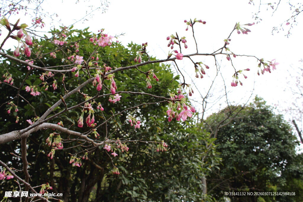 樱花