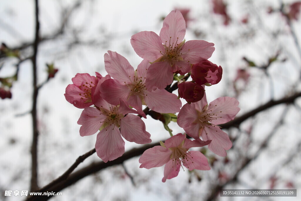 樱花