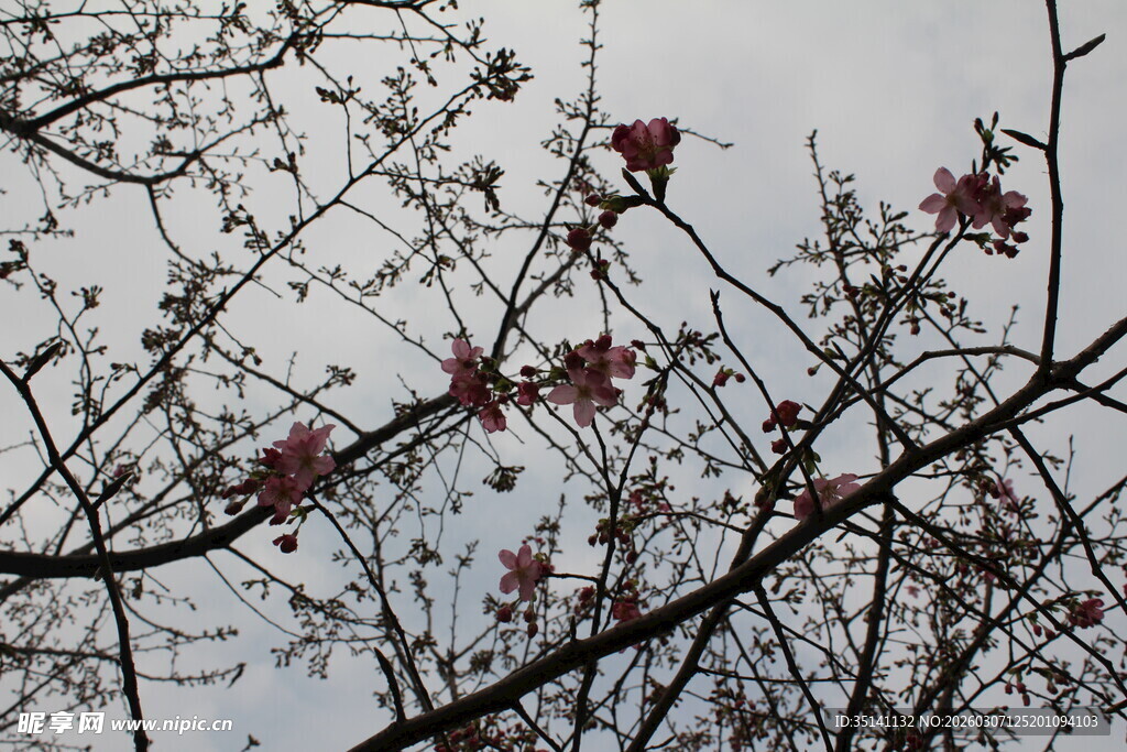 樱花