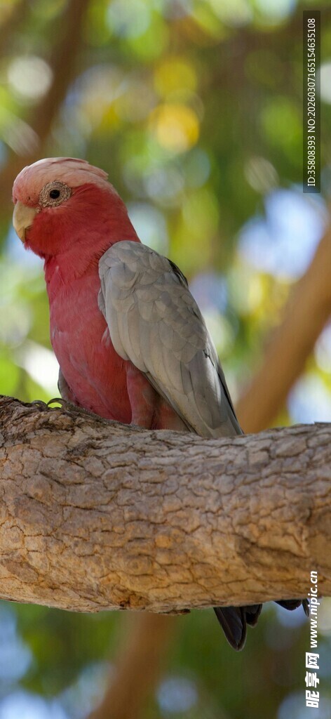 枝头的粉红鹦鹉