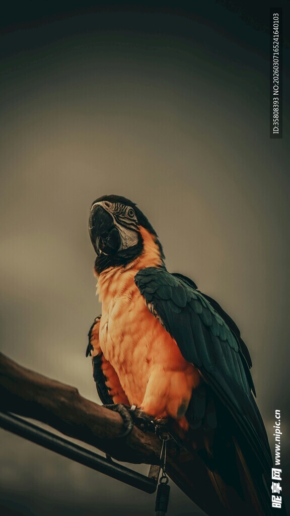鹦鹉