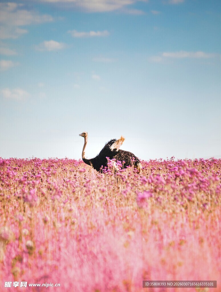 花海中的鸵鸟