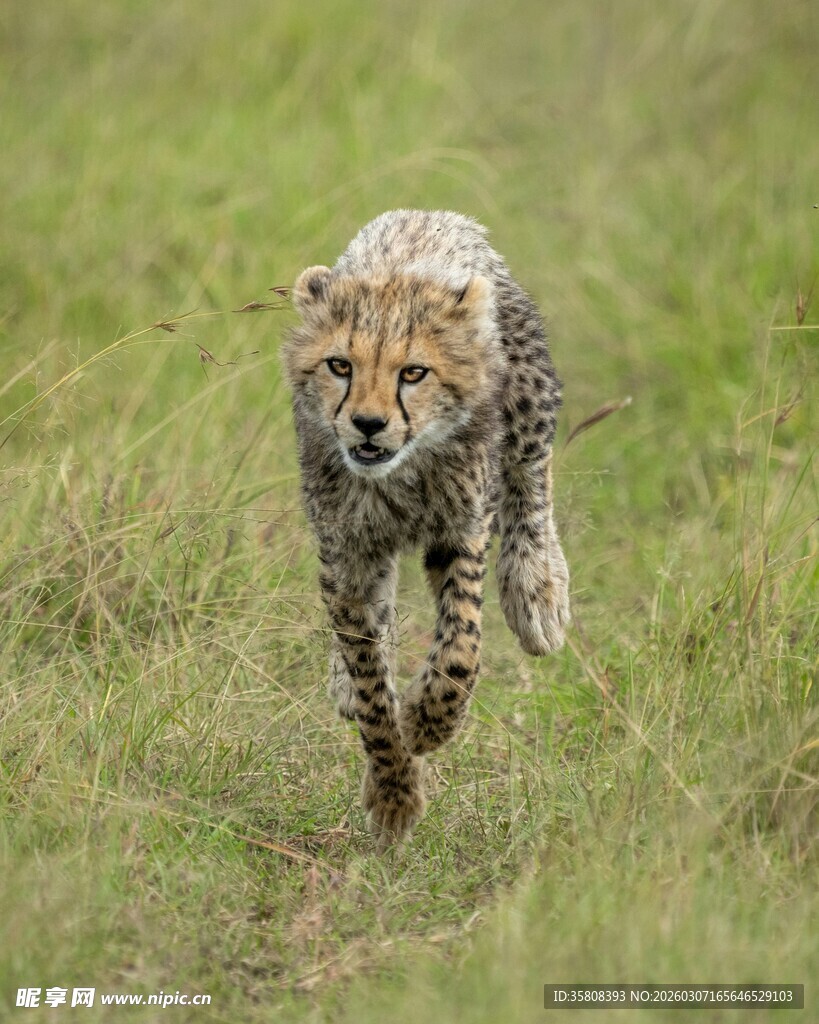 猎豹