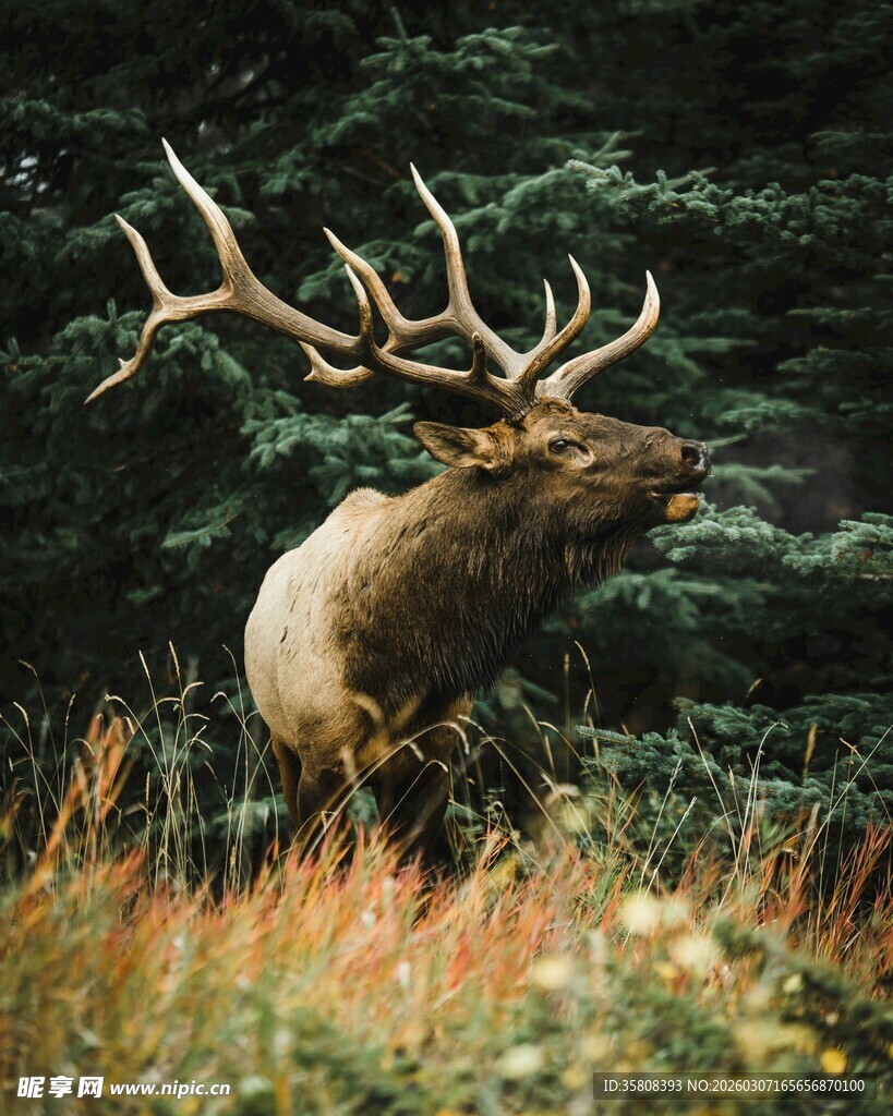 草原上的大角麋鹿