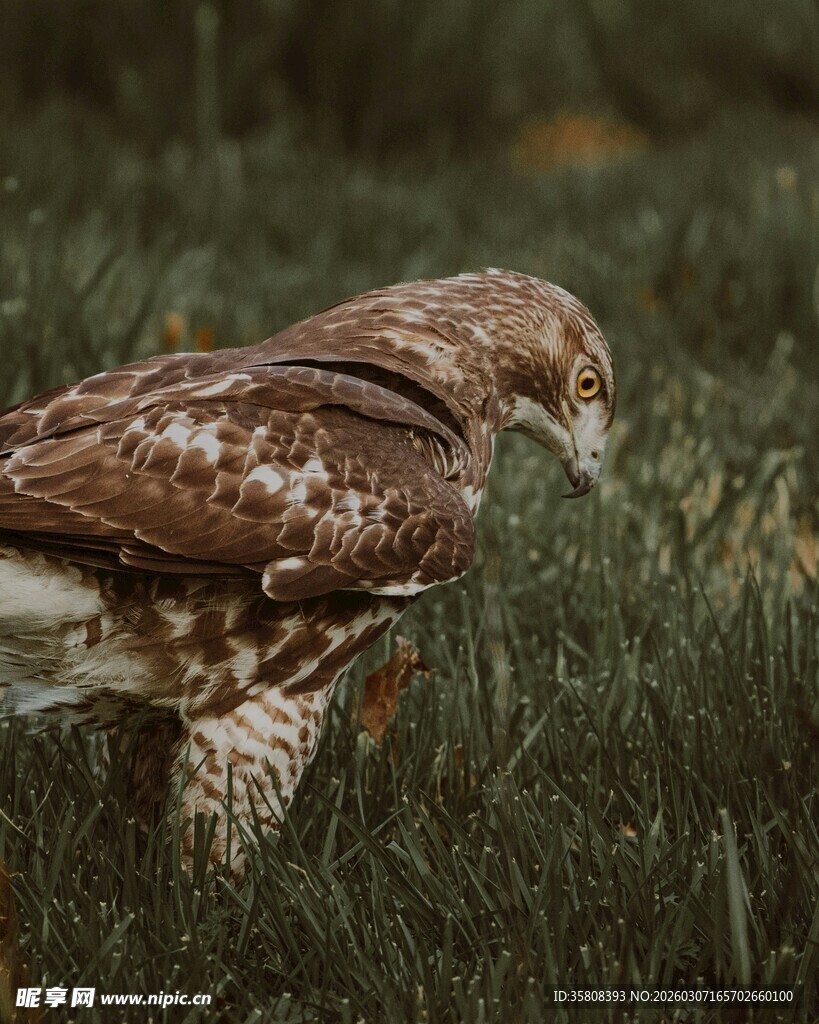 草地上的鹰