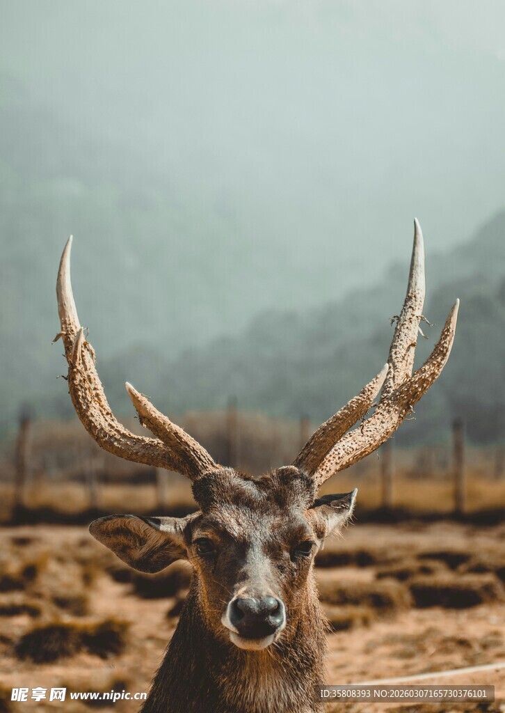 旷野中的长角雄鹿