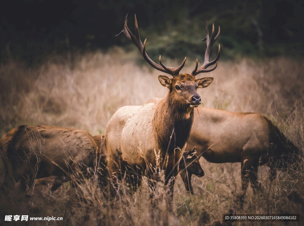草原上的雄鹿与鹿群