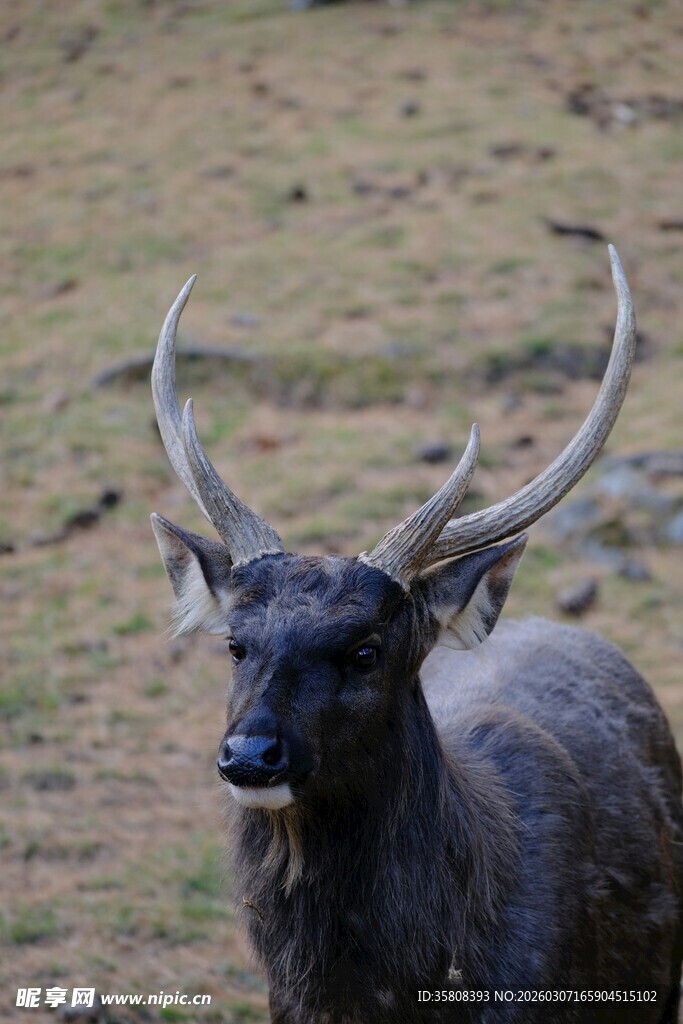 野外长角黑鹿