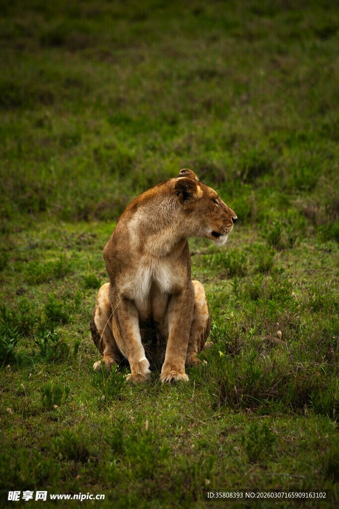草原上独坐的母狮