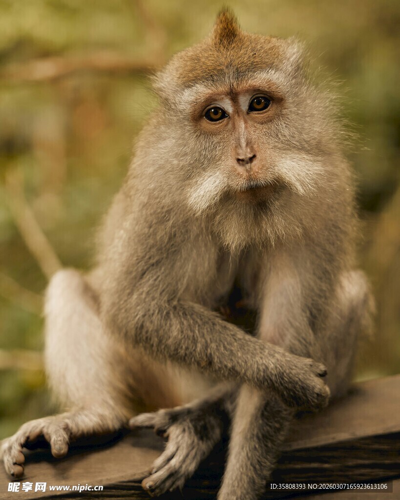 端坐的猕猴