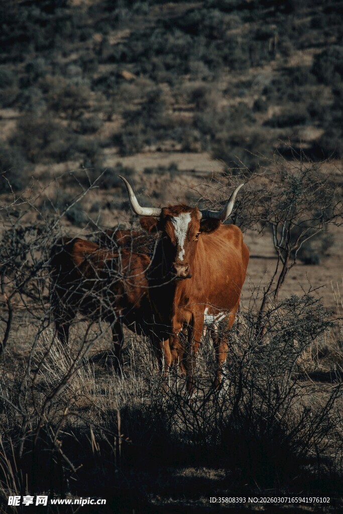 荒野中的两头长角牛