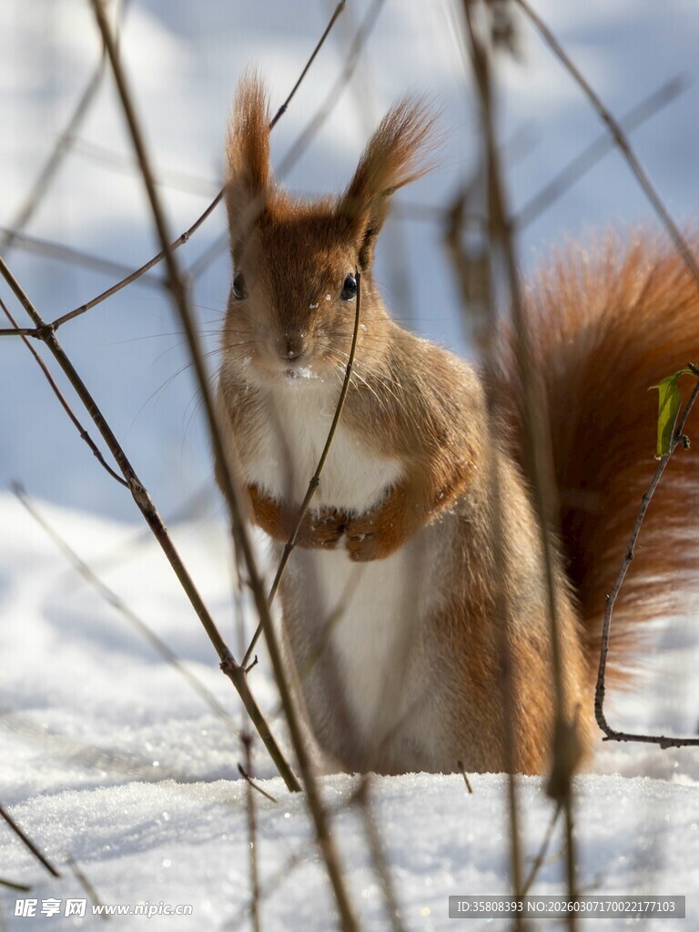 雪地中的红松鼠