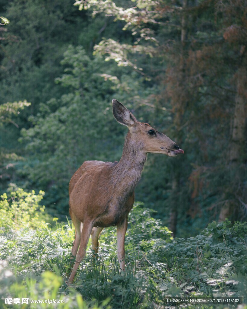 森林中的鹿