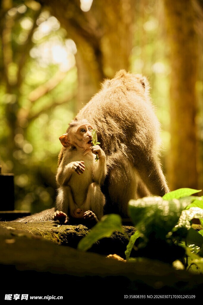森林中觅食的可爱松鼠
