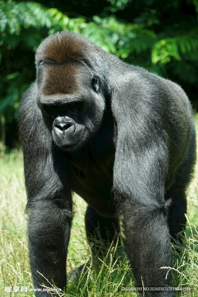 站立的大猩猩