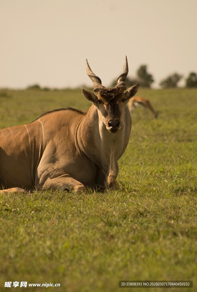 草原上休憩的羚羊