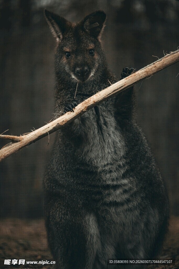 站立持棍的袋鼠