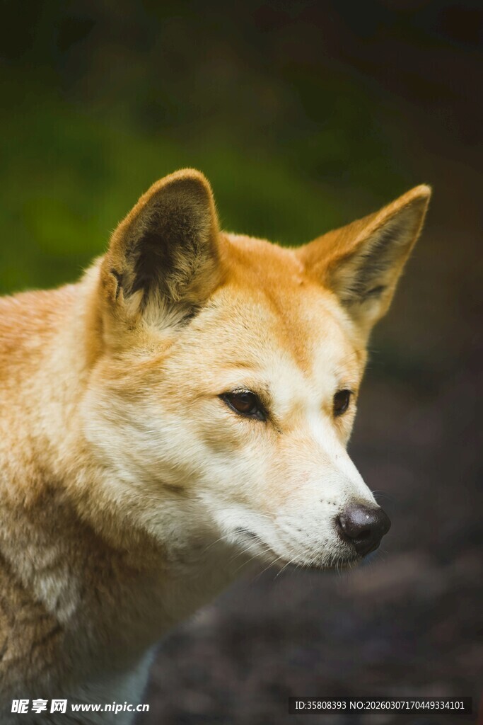 警觉的棕黄色犬