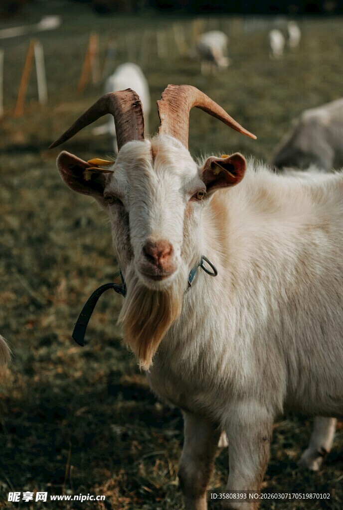 田野中的白色山羊