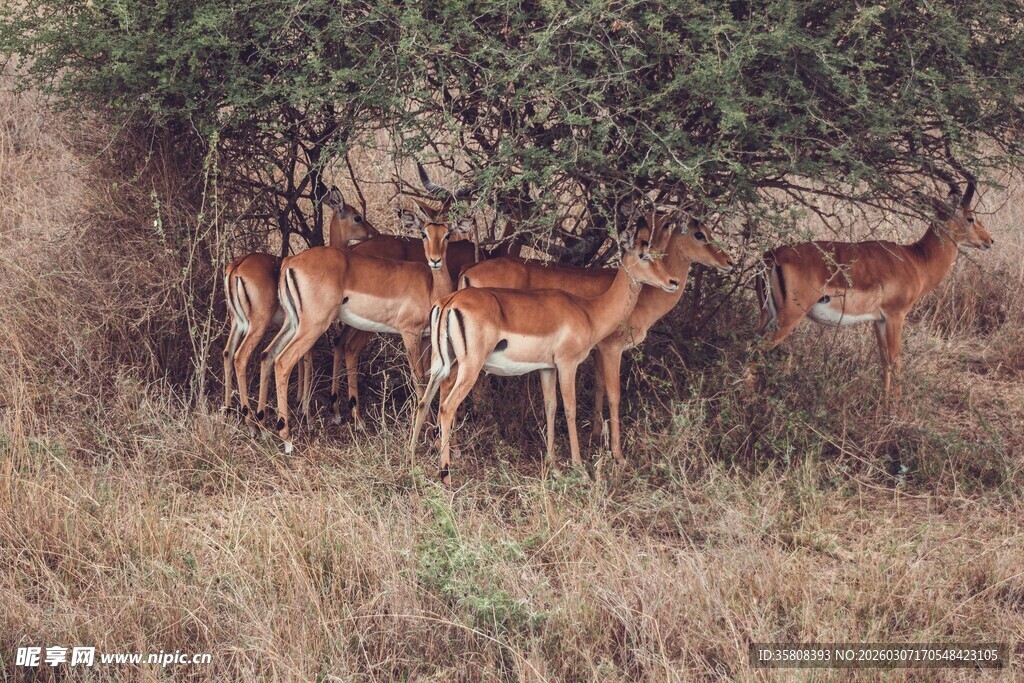 草原上的几只羚羊