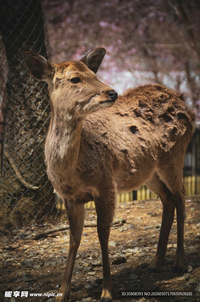 梅花鹿