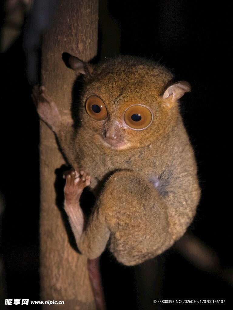树间可爱眼镜猴