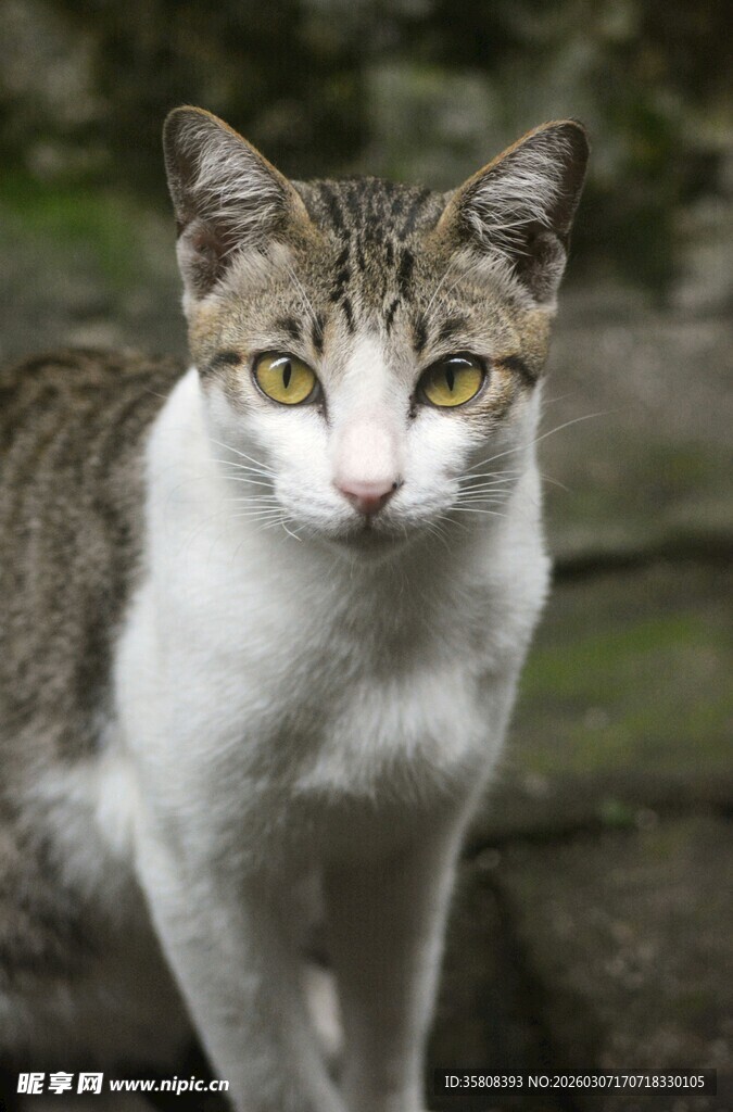可爱斑纹猫咪