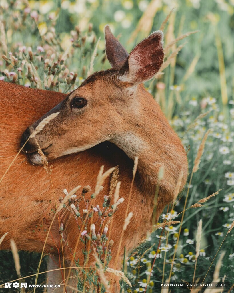 草丛中休憩的小鹿