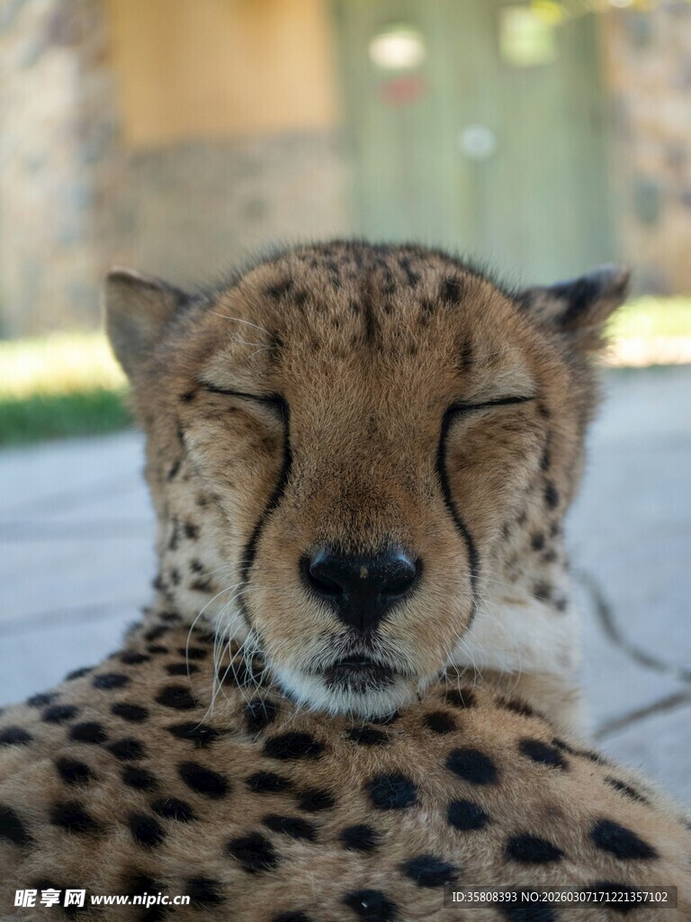 猎豹